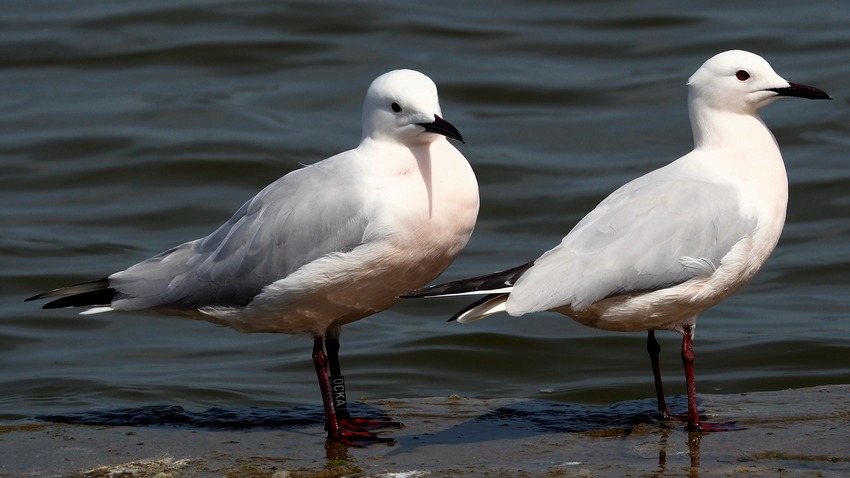 Gabbiano roseo (Chroicocephalus genei)